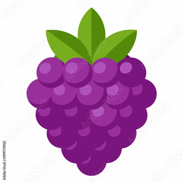 Fototapeta vector illustration of boysenberry
