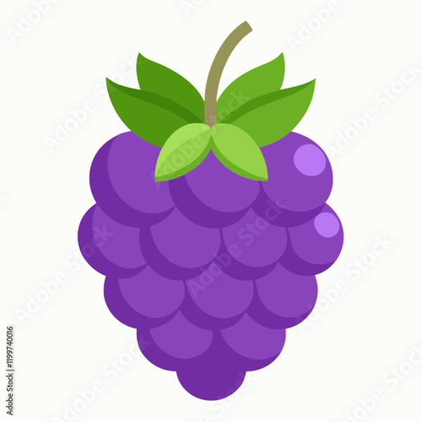 Fototapeta vector illustration of boysenberry
