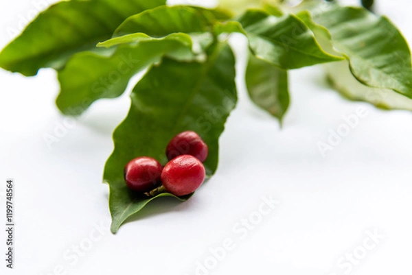 Obraz Coffee plant branch on white background