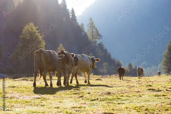 Obraz Kühe beim Almabtrieb