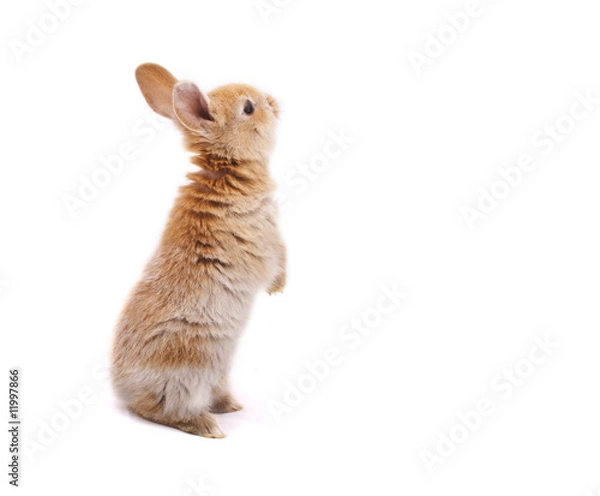 Fototapeta króliczek się rozgląda
