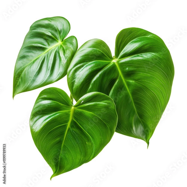 Obraz Lush Green Heart-Shaped Leaves Isolated on White Background for Design Use