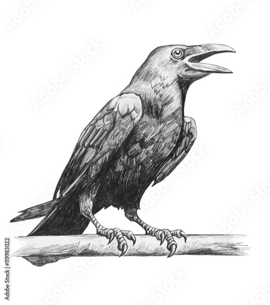 Obraz Pencil drawing of raven