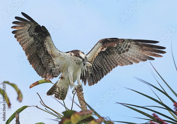 Fototapeta Osprey with it's wings spread almost ready to take flight
