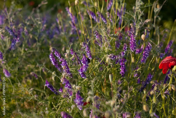 Fototapeta Beautiful pink and violet meadow with delicate blooming wildflower - hairy vetch, red clover, chamomile.