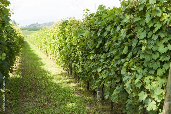 Fototapeta Vineyards sunny day with white ripe clusters of grapes. Italy Lake Garda.