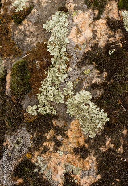 Fototapeta Light and dark lichen. / light and dark lichen on the stone. close-up, macro. 