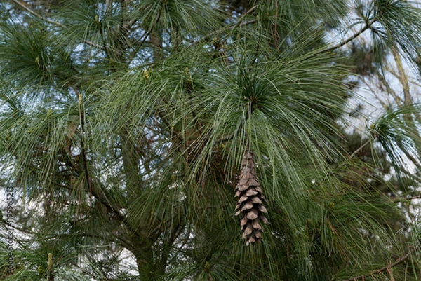 Obraz Pinus wallichiana  branch close up