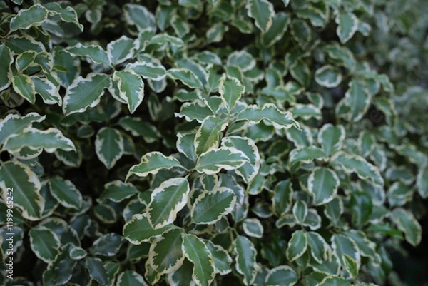 Obraz Pittosporum tenuifolium shrub 