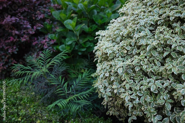 Obraz Pittosporum tenuifolium shrub 