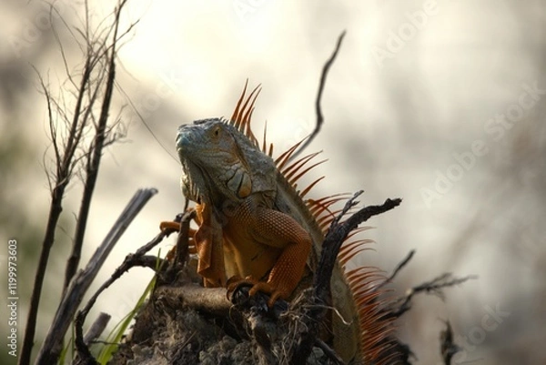 Obraz a iguana in te forest