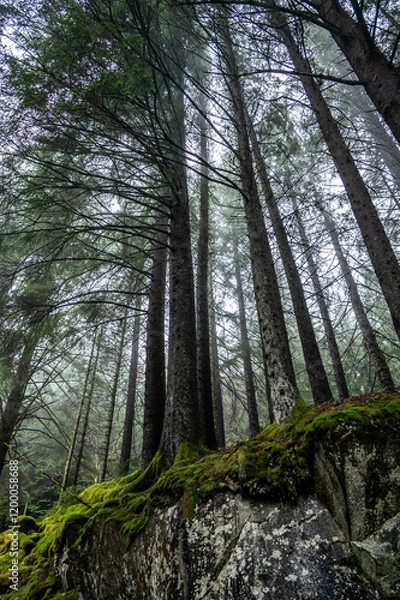 Fototapeta the mystic woods around Bergen, Norway