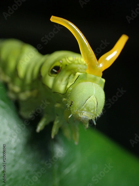 Obraz 角を出すアゲハチョウの幼虫