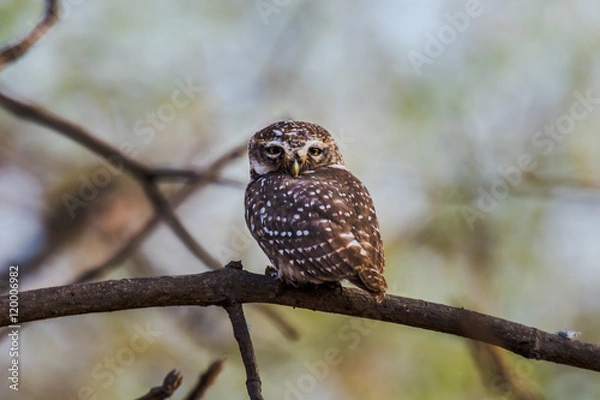Obraz Spotted owlet perched and watching