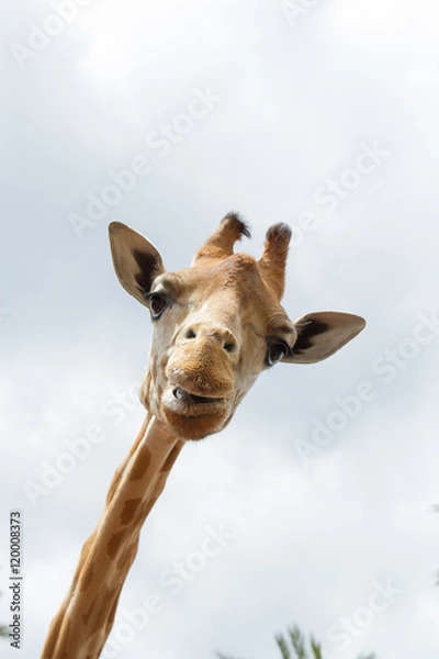 Obraz Lächelnde Giraffe (Giraffa)