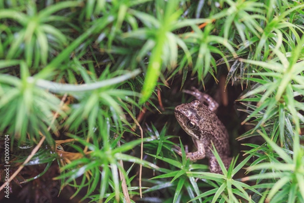 Fototapeta Small forest frog on grass
