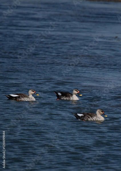 Fototapeta Indian spot-billed duck swimming in a Lake, Rajasthan India

