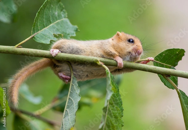 Fototapeta Hazel (or common) dormouse (Muscardinus avellanarius)