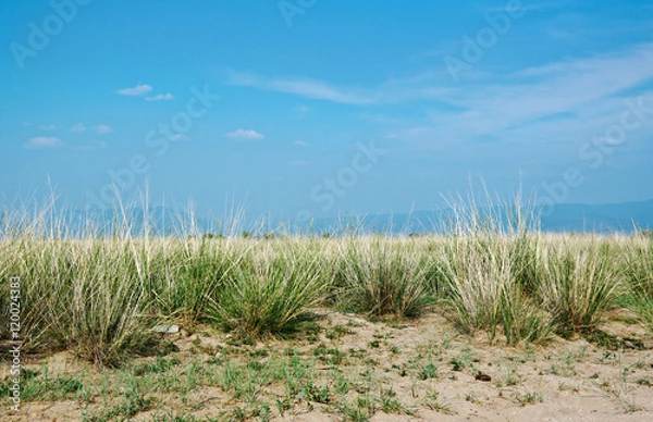 Obraz steppe grasses