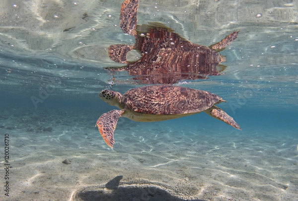 Fototapeta Sea turtle in shallow water and its reflection on the sea surface