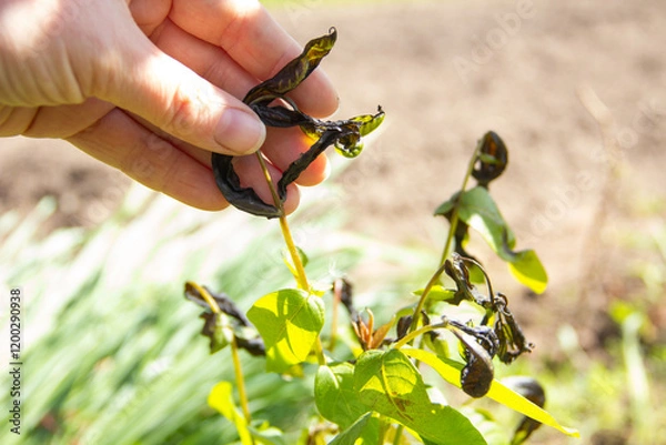 Obraz young shoot damaged by spring frosts. Death of plants from frost