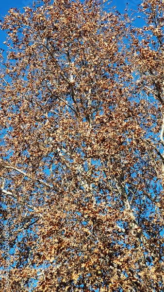 Obraz Bare tree branches with dry autumn leaves against a blue sky