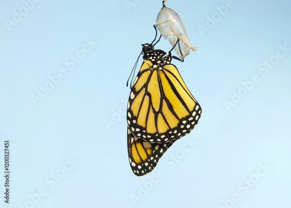 Fototapeta Close up of one Monarch Butterfly hanging from a chrysalis, wings slowly extending, wings almost fully extended. Light blue background.