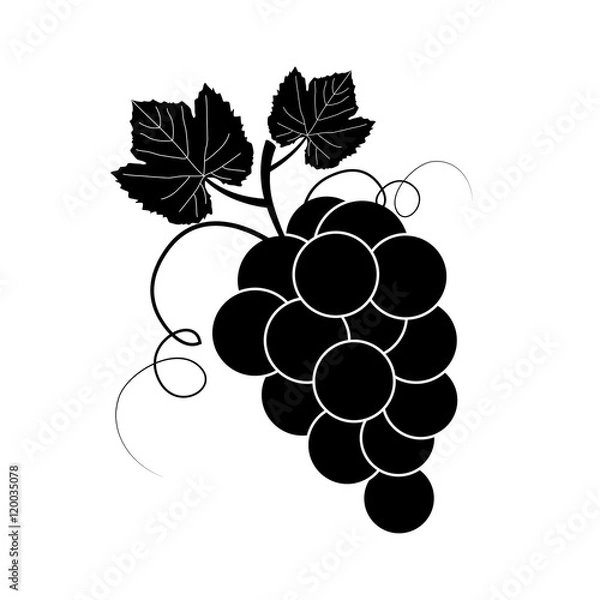 Fototapeta Isolated branch of grape, white on black background