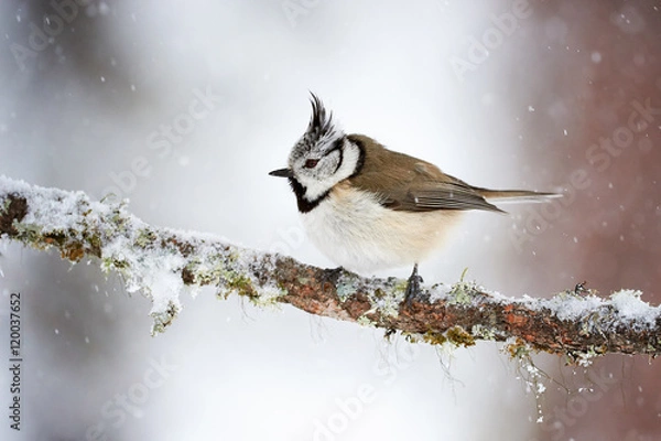 Obraz Crested tit in winter while it snows