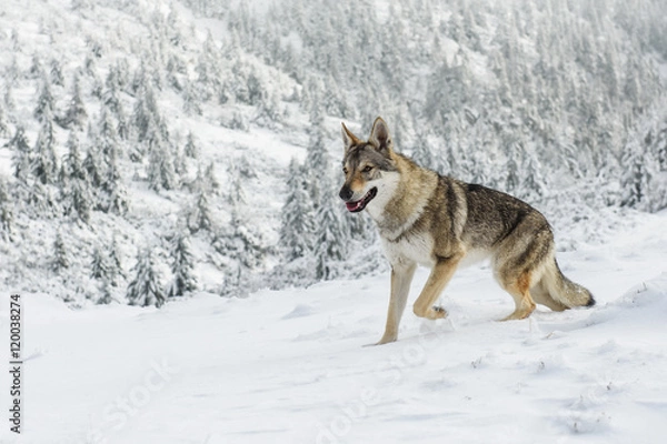 Obraz Wolf in the snow