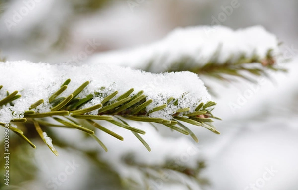 Obraz Pine tree branch with snow