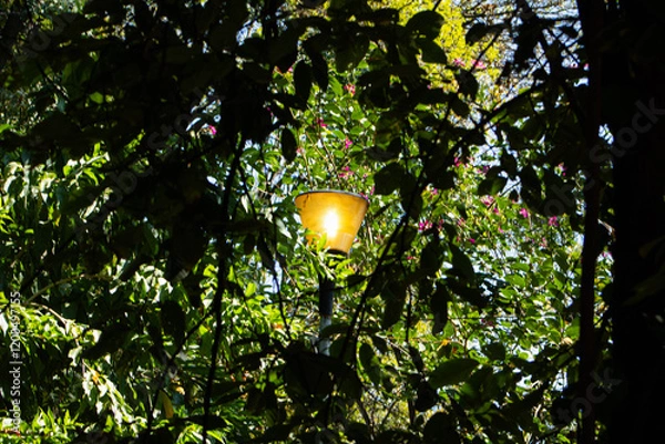 Fototapeta Lampara