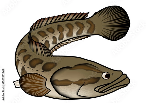 Obraz ライギョ　イラスト　ベクター