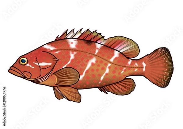 Obraz キジハタ　(アコウ)　イラスト　ベクター