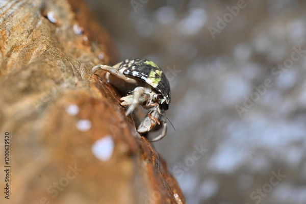 Obraz ナキオカヤドカリ