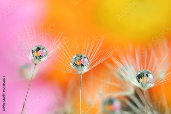 Obraz water drops and flowers