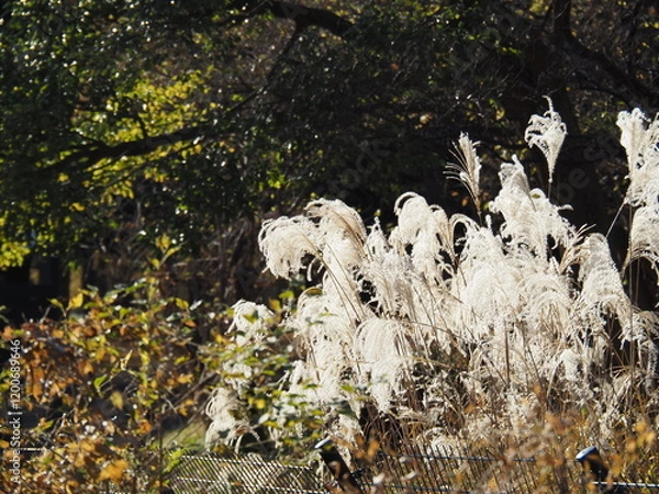Fototapeta ススキ