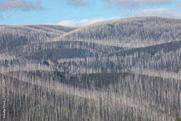 Fototapeta Thousand Of Dead Mountain Ash Tree's With Bush Regeneration After The Bush Fires Around Marysville Victoria 2019.