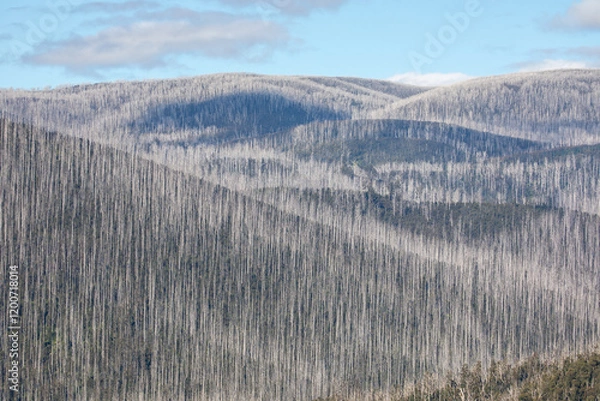 Obraz Thousand Of Dead Mountain Ash Tree's With Bush Regeneration After The Bush Fires Around Marysville Victoria 2019.