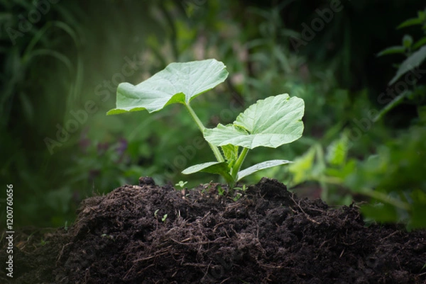 Fototapeta Zucchini sprouts. Close-up of a pile of soil with a young zucchini sprout. Weeds in the garden bed. Weeding and caring for plants in the garden. A pile for growing pumpkins.