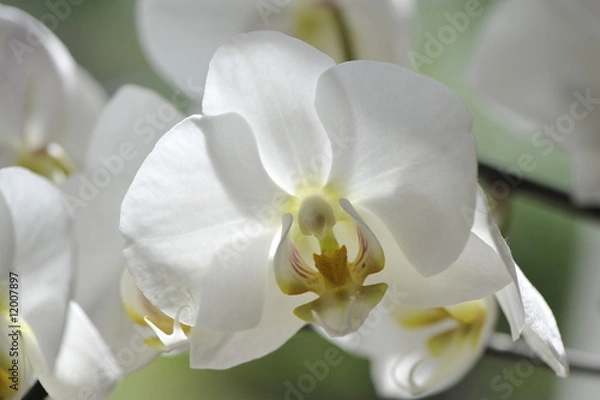 Obraz Orchidée blanche