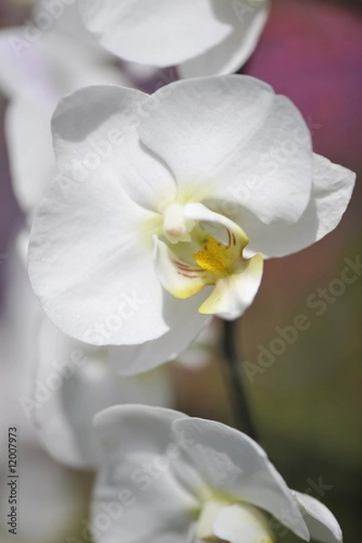 Obraz Orchidée blanche