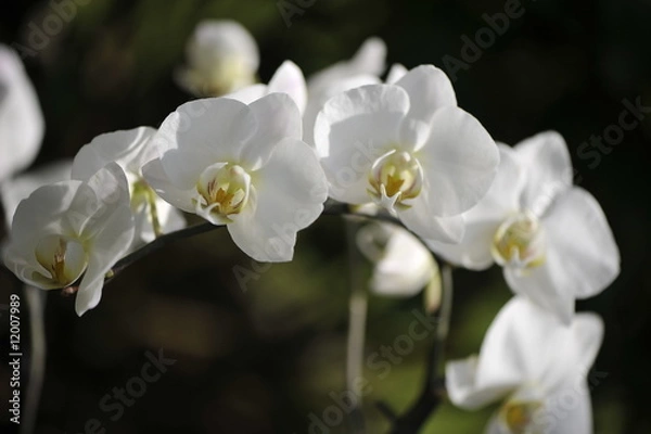 Obraz Orchidée blanche