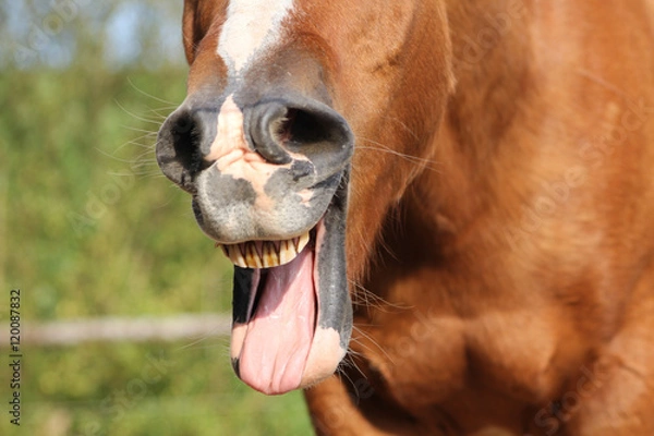 Obraz Pferd gähnt