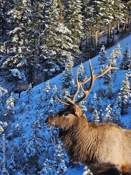 Fototapeta A Moose with Towering Antlers Feasting on Leaves in Banff's Wilderness