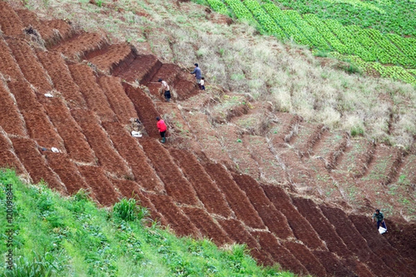 Fototapeta Terraced vegetable Field in Chiangmai, Thailand