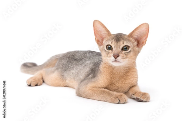 Obraz cat on white background