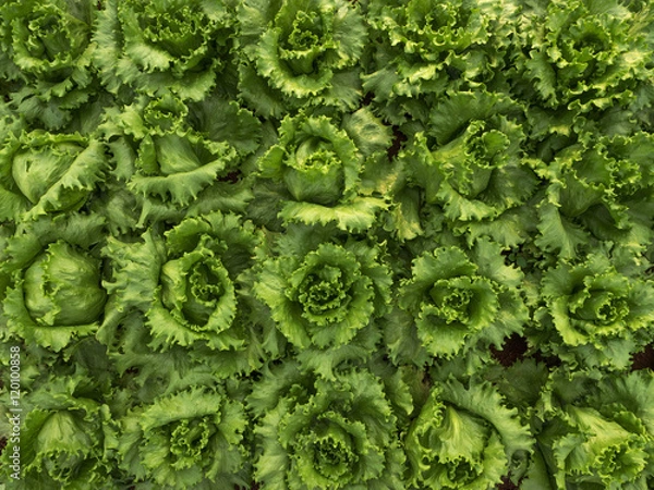 Fototapeta Lettuce