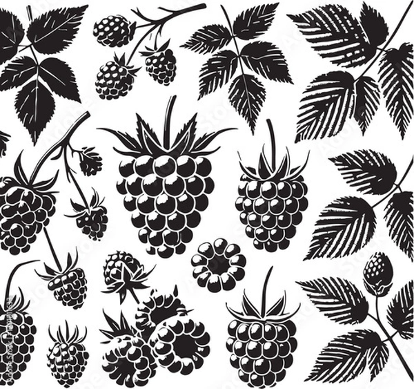 Fototapeta Black Color Raspberry Silhouette Vector Illustration, Solid White Background
