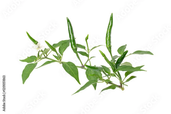 Obraz Chili pepper on tree branch isolated